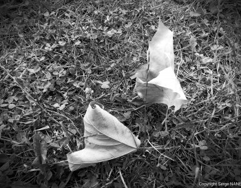 Feuilles mortes Auf der ARTactif-Website