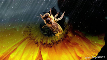 Abeille Auf der ARTactif-Website