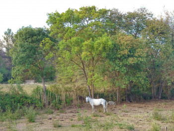 Cheval camarguais Auf der ARTactif-Website