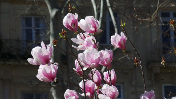 La cité des magnolias Auf der ARTactif-Website