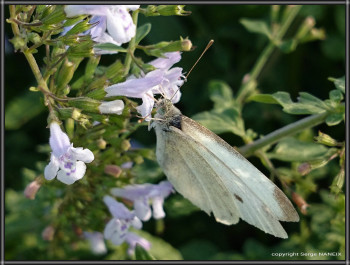 Papillon Auf der ARTactif-Website