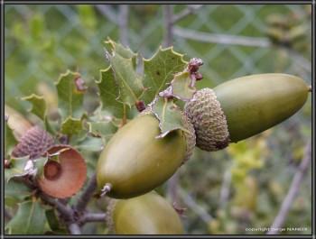 Glands Auf der ARTactif-Website