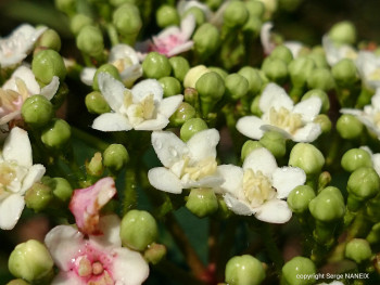 Multifleurs Auf der ARTactif-Website