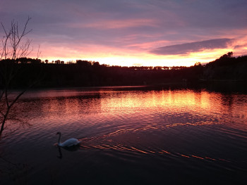 Le cygne du lac Auf der ARTactif-Website