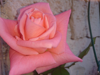 Rose d'un jour Auf der ARTactif-Website