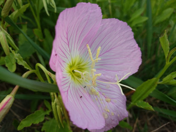 Oenothera speciosa Auf der ARTactif-Website