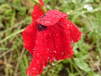 Coquelicot sous la pluie Auf der ARTactif-Website