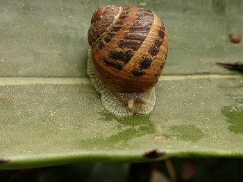 Escargot pluie Auf der ARTactif-Website