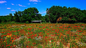 Fleurs des champs Auf der ARTactif-Website