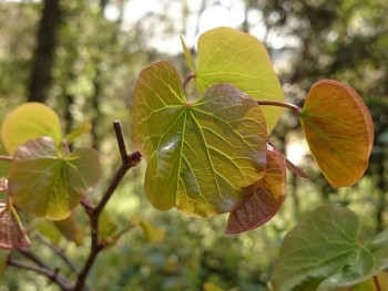 Nervures feuilles Auf der ARTactif-Website