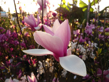 Magnolia Auf der ARTactif-Website