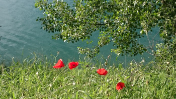 Coquelicots au bord de l'eau Auf der ARTactif-Website