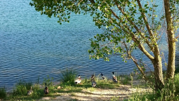 La danse des canards Auf der ARTactif-Website