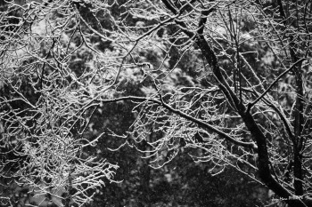 Zeitgenössisches Werk mit dem Titel « BRANCHES NEIGE », Erstellt von JEAN-MARC PHILIPPE