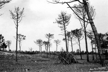 Zeitgenössisches Werk mit dem Titel « LANDES », Erstellt von JEAN-MARC PHILIPPE