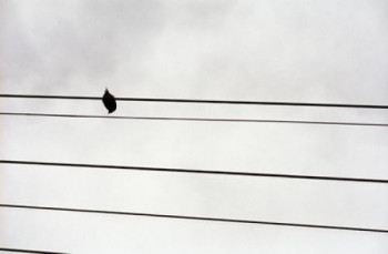 Zeitgenössisches Werk mit dem Titel « Oiseau », Erstellt von FLOPHOTOGRAPHE