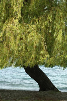 Zeitgenössisches Werk mit dem Titel « Arbre », Erstellt von FLOPHOTOGRAPHE