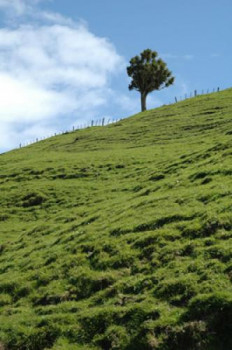 Zeitgenössisches Werk mit dem Titel « Arbre dans un champs », Erstellt von FLOPHOTOGRAPHE