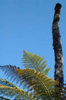 Zeitgenössisches Werk mit dem Titel « Plante et tronc », Erstellt von FLOPHOTOGRAPHE