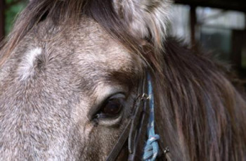 Zeitgenössisches Werk mit dem Titel « Cheval », Erstellt von FLOPHOTOGRAPHE