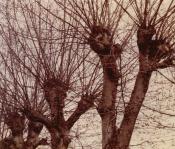 Zeitgenössisches Werk mit dem Titel « Le Cri des Arbres  », Erstellt von ADRIENNE JALBERT