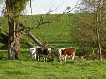 Zeitgenössisches Werk mit dem Titel « Arbre cassé aux vaches  », Erstellt von ADRIENNE JALBERT