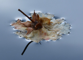 Zeitgenössisches Werk mit dem Titel « Nature d'un reflet 1 », Erstellt von LAMOTTE RéGIS