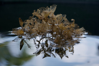 Zeitgenössisches Werk mit dem Titel « Nature d'un reflet 4 », Erstellt von LAMOTTE RéGIS