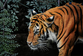 Zeitgenössisches Werk mit dem Titel « Tigre -  40 x 60 cm , hyperrealism, photorealism wild life, wild animal , realistic, wild cat tiger  », Erstellt von ELENA DMITRENKO