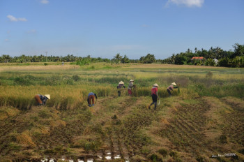 Zeitgenössisches Werk mit dem Titel « PAYSANS RIZIÈRES (VIETNAM) », Erstellt von JEAN-MARC PHILIPPE