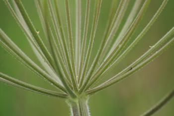 Zeitgenössisches Werk mit dem Titel « Manège végétal », Erstellt von B2L