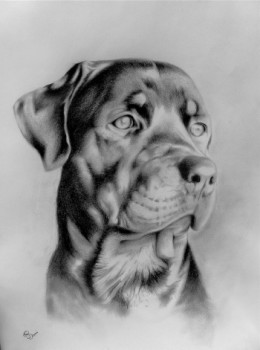 portrait de chien Auf der ARTactif-Website