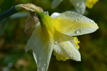 Après la pluie Auf der ARTactif-Website