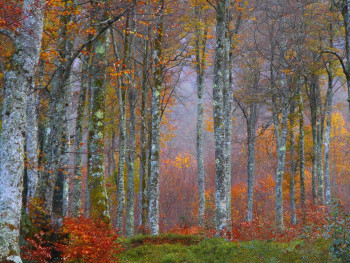 Zeitgenössisches Werk mit dem Titel « Arc en Bois................ », Erstellt von PHILIPPE BERTHIER