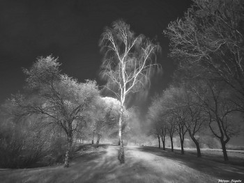 Zeitgenössisches Werk mit dem Titel « Arbre dans le vent », Erstellt von PHILIPPE SEGUELA