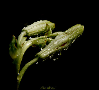 Zeitgenössisches Werk mit dem Titel « Bourgeons de lys sous la pluie », Erstellt von LAM.IMAGE