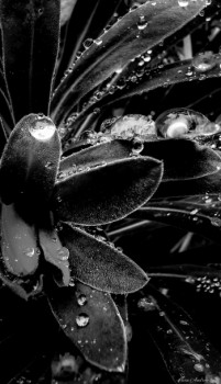 Zeitgenössisches Werk mit dem Titel « Feuilles veloutées sous la pluie », Erstellt von LIVIA AUDREY