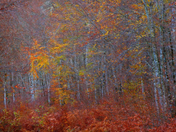 Zeitgenössisches Werk mit dem Titel « Painting................ », Erstellt von PHILIPPE BERTHIER