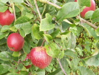 Zeitgenössisches Werk mit dem Titel « pommes rouges », Erstellt von ANGUS