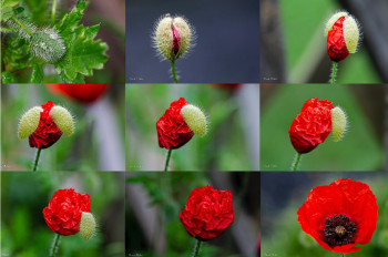 Zeitgenössisches Werk mit dem Titel « éclosion d'un coquelicot », Erstellt von NICOLE MALLET