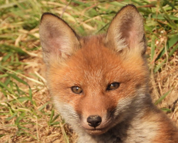 Zeitgenössisches Werk mit dem Titel « photographie animalière », Erstellt von RYKI