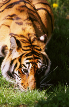 Zeitgenössisches Werk mit dem Titel « Regard du guerrier. tigre.inde », Erstellt von DOMINIQUE LEROY