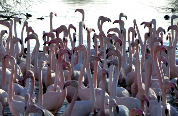 Zeitgenössisches Werk mit dem Titel « Flament rose. Parc national de Camargue », Erstellt von DOMINIQUE LEROY