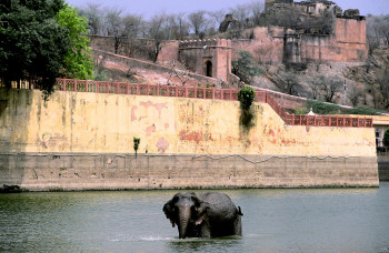 Zeitgenössisches Werk mit dem Titel « Eléphant d'Inde. », Erstellt von DOMINIQUE LEROY