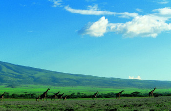 Zeitgenössisches Werk mit dem Titel « Troupeau de girafe kenya. 1 », Erstellt von DOMINIQUE LEROY