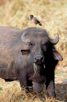 Zeitgenössisches Werk mit dem Titel « Buffle et son garde manger. tanzanie », Erstellt von DOMINIQUE LEROY