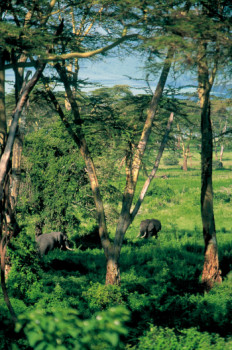 Zeitgenössisches Werk mit dem Titel « Couple d'éléphants dans le cratère du N'Gorongoro. Tanzanie », Erstellt von DOMINIQUE LEROY