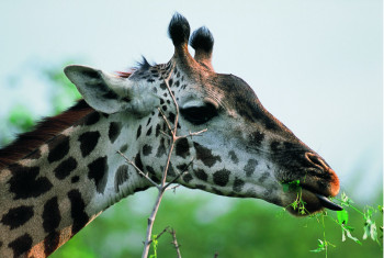 Zeitgenössisches Werk mit dem Titel « Girafe. Kenya », Erstellt von DOMINIQUE LEROY