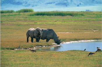 Zeitgenössisches Werk mit dem Titel « Couple de Rhinocéros blanc. Tanzanie », Erstellt von DOMINIQUE LEROY