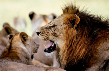 Zeitgenössisches Werk mit dem Titel « Aux aguets. lion. afrique du sud », Erstellt von DOMINIQUE LEROY